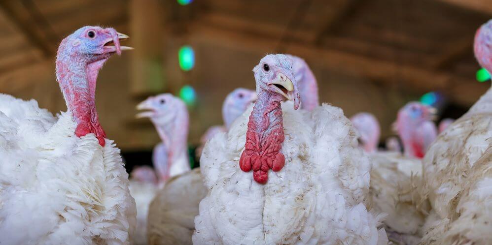 Takarmányok pulykáknak