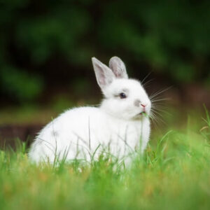 Takarmányok nyulaknak