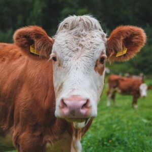 Takarmányok szarvasmarháknak