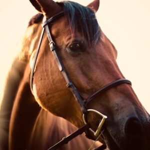 Takarmányok lovaknak