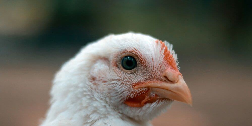 Takarmányok csirkéknek, brojlereknek