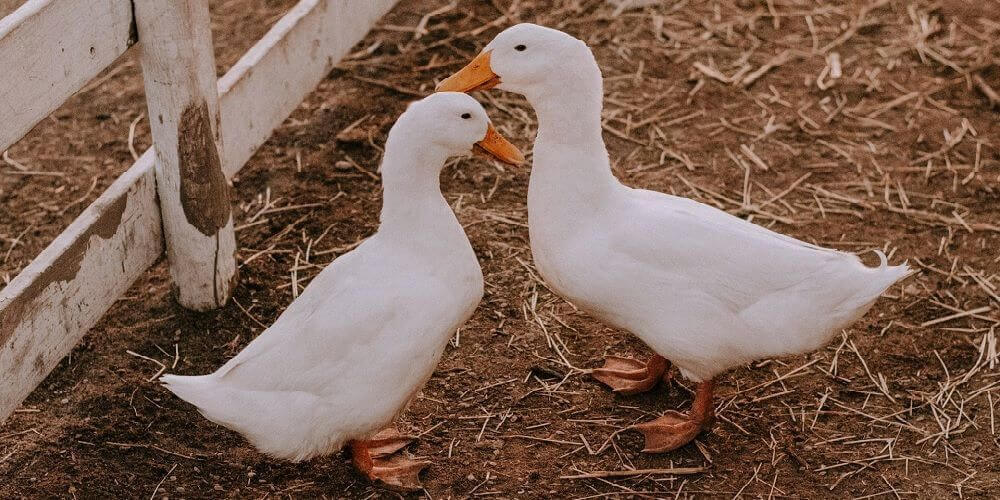 Takarmányok kacsáknak, libáknak