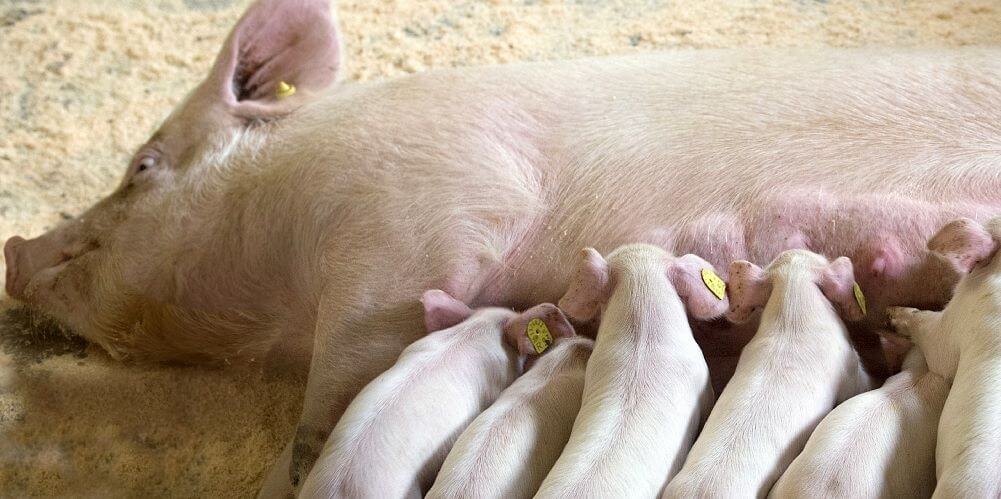 Takarmányok kocáknak