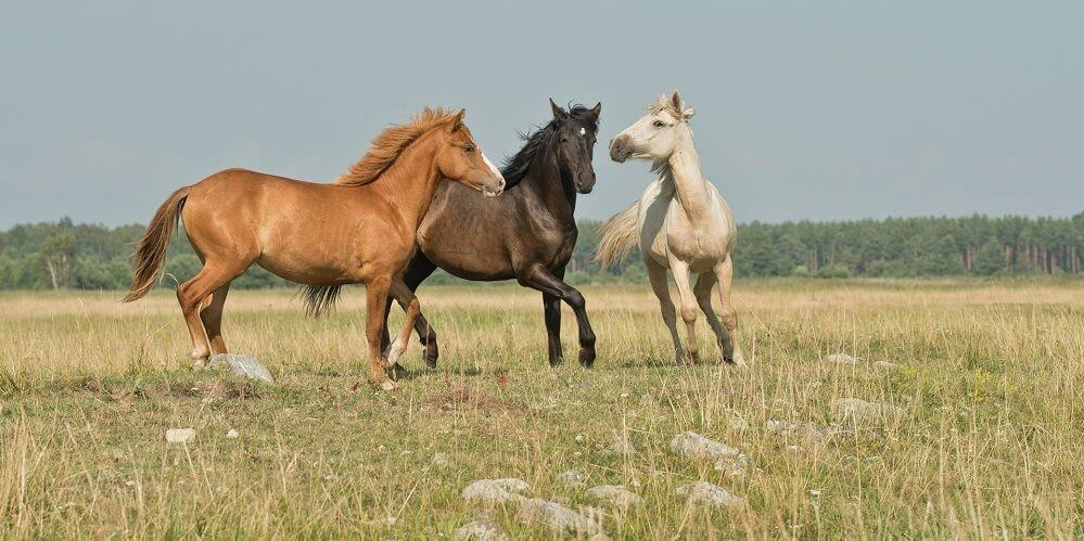 Takarmányok lovaknak