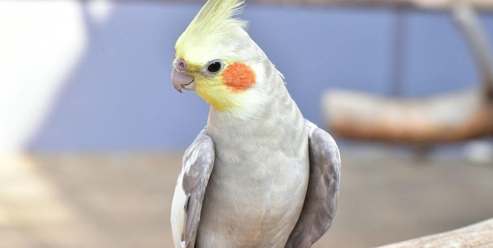 Galamb és madáreleség