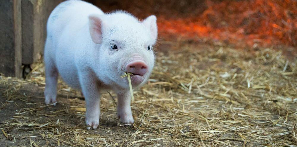 Takarmány malacoknak