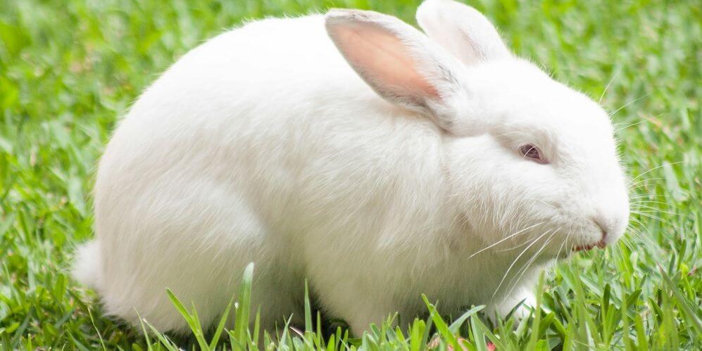 Takarmányok nyulaknak
