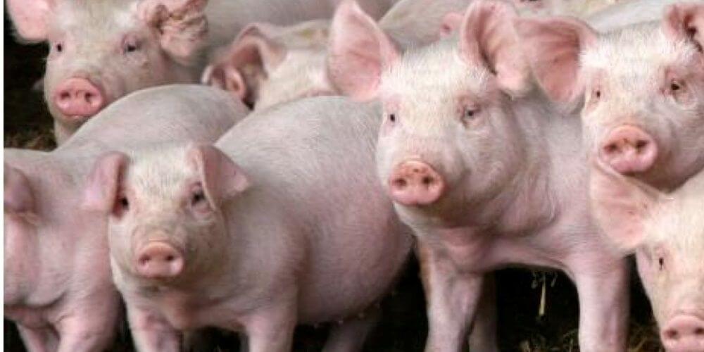 Takarmány süldő-hízó sertéseknek