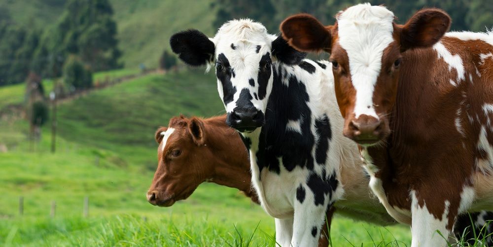 Takarmányok szarvasmarháknak