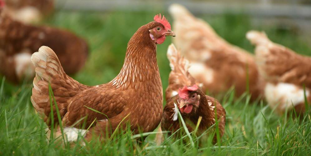 Takarmányok tojó tyúkoknak