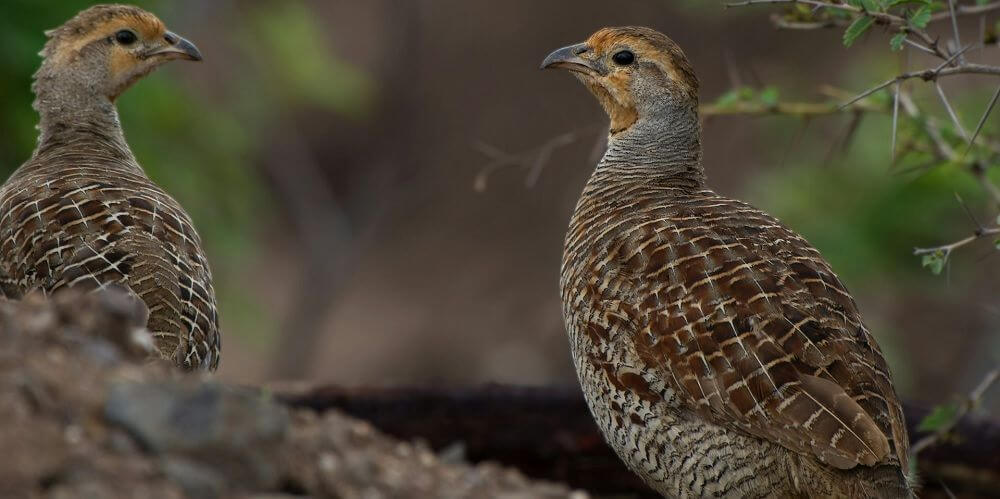 Takarmányok fürjeknek